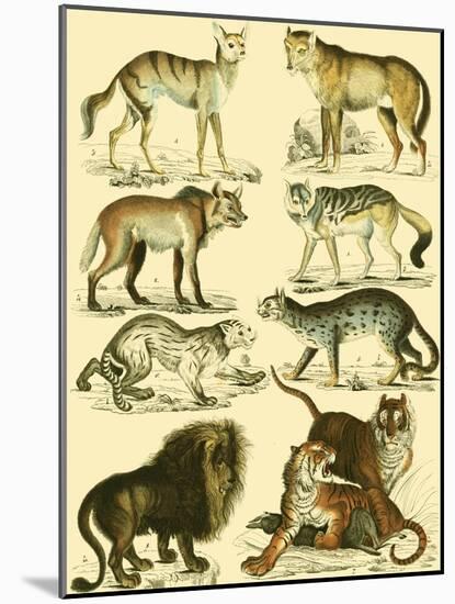 Oken Lion and Tiger-Lorenz Oken-Mounted Art Print