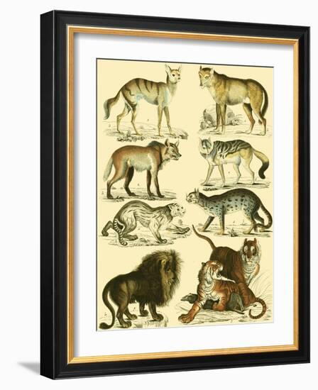 Oken Lion and Tiger-Lorenz Oken-Framed Art Print