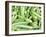 Okra on a Market Stall-Amanda Hall-Framed Photographic Print