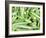 Okra on a Market Stall-Amanda Hall-Framed Photographic Print