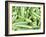 Okra on a Market Stall-Amanda Hall-Framed Photographic Print