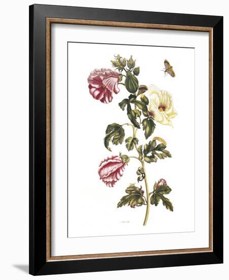 Okra-Pieter Sluiter Or Sluyter-Framed Giclee Print