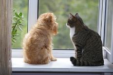 Cat and Dog on the Window-Okssi-Framed Photographic Print
