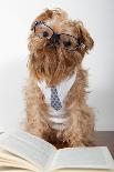 Serious Dog In Glasses-Okssi-Photographic Print