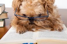 Serious Dog In Glasses-Okssi-Photographic Print