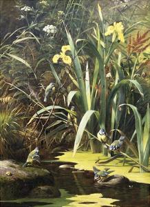 Pnx Botanicals,Dendrobium section Oxyglossum