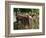 Old Abandoned Farm Tractor, Defiance, Missouri, USA-Walter Bibikow-Framed Photographic Print