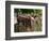 Old Abandoned Farm Tractor, Defiance, Missouri, USA-Walter Bibikow-Framed Photographic Print