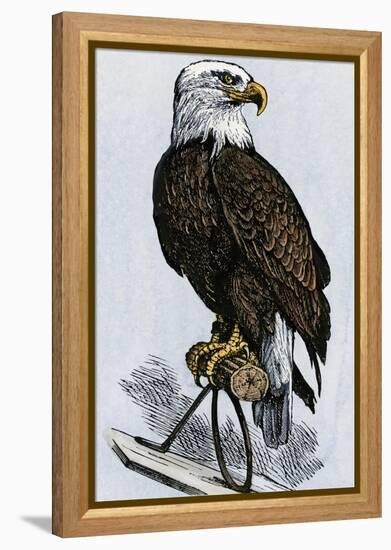 Old Abe, the Bald Eagle Mascot of Wisconsin's Iron Brigade, US Civil War-null-Framed Premier Image Canvas