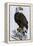 Old Abe, the Bald Eagle Mascot of Wisconsin's Iron Brigade, US Civil War-null-Framed Premier Image Canvas