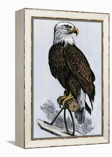 Old Abe, the Bald Eagle Mascot of Wisconsin's Iron Brigade, US Civil War-null-Framed Premier Image Canvas