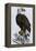 Old Abe, the Bald Eagle Mascot of Wisconsin's Iron Brigade, US Civil War-null-Framed Premier Image Canvas