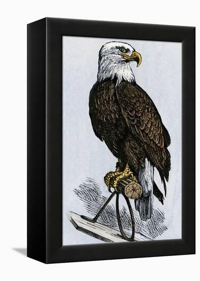 Old Abe, the Bald Eagle Mascot of Wisconsin's Iron Brigade, US Civil War-null-Framed Premier Image Canvas