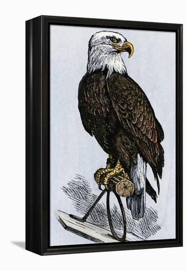 Old Abe, the Bald Eagle Mascot of Wisconsin's Iron Brigade, US Civil War-null-Framed Premier Image Canvas