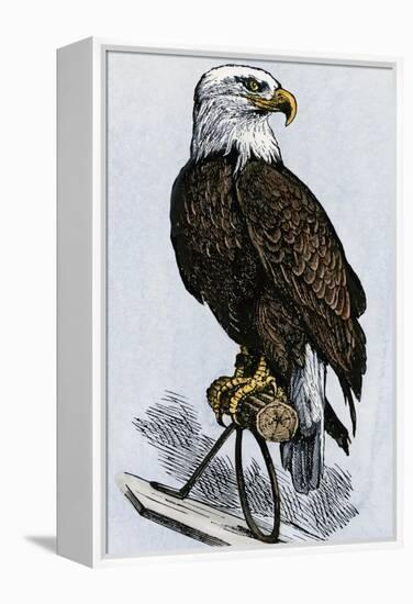 Old Abe, the Bald Eagle Mascot of Wisconsin's Iron Brigade, US Civil War-null-Framed Premier Image Canvas