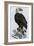 Old Abe, the Bald Eagle Mascot of Wisconsin's Iron Brigade, US Civil War-null-Framed Giclee Print