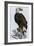 Old Abe, the Bald Eagle Mascot of Wisconsin's Iron Brigade, US Civil War-null-Framed Giclee Print