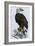 Old Abe, the Bald Eagle Mascot of Wisconsin's Iron Brigade, US Civil War-null-Framed Giclee Print