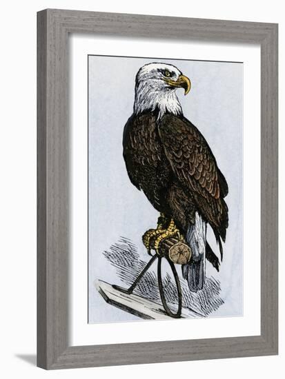 Old Abe, the Bald Eagle Mascot of Wisconsin's Iron Brigade, US Civil War-null-Framed Giclee Print