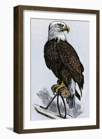 Old Abe, the Bald Eagle Mascot of Wisconsin's Iron Brigade, US Civil War-null-Framed Giclee Print