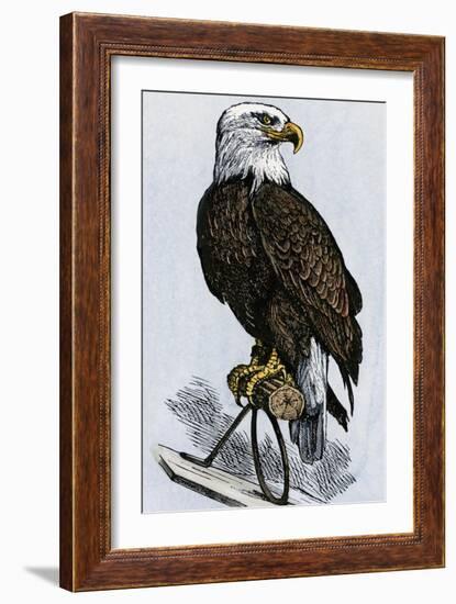 Old Abe, the Bald Eagle Mascot of Wisconsin's Iron Brigade, US Civil War-null-Framed Giclee Print