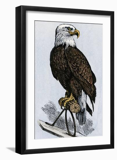 Old Abe, the Bald Eagle Mascot of Wisconsin's Iron Brigade, US Civil War-null-Framed Giclee Print