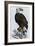 Old Abe, the Bald Eagle Mascot of Wisconsin's Iron Brigade, US Civil War-null-Framed Giclee Print