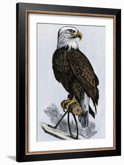 Old Abe, the Bald Eagle Mascot of Wisconsin's Iron Brigade, US Civil War-null-Framed Giclee Print