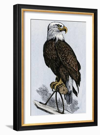 Old Abe, the Bald Eagle Mascot of Wisconsin's Iron Brigade, US Civil War--Framed Giclee Print