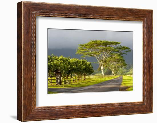 Old and New Trees in the Moloa'A Forest Reserve, Kauai, Hawaii, USA-Richard Duval-Framed Photographic Print