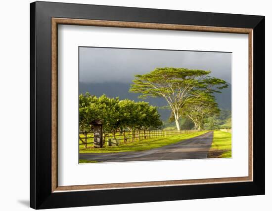 Old and New Trees in the Moloa'A Forest Reserve, Kauai, Hawaii, USA-Richard Duval-Framed Photographic Print