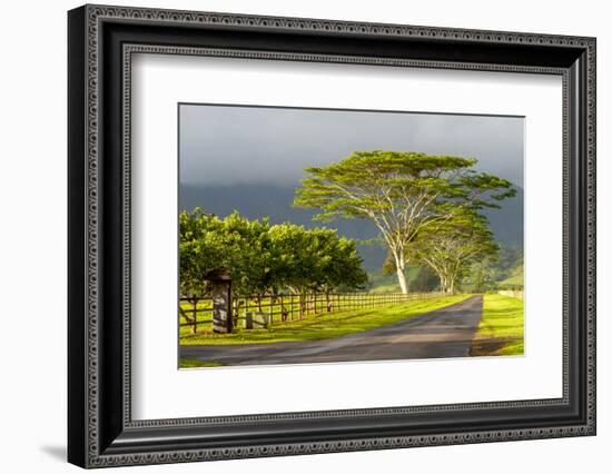 Old and New Trees in the Moloa'A Forest Reserve, Kauai, Hawaii, USA-Richard Duval-Framed Photographic Print