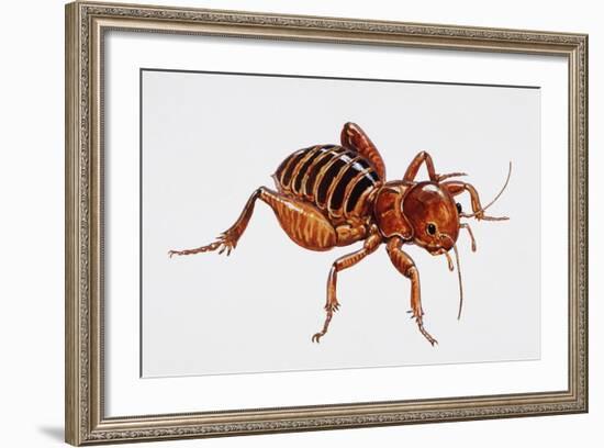 Old Bald-Headed Man (Stenopelmatus Intermedius), Stenopelmatidae, Artwork by Tim Hayward-null-Framed Giclee Print