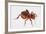 Old Bald-Headed Man (Stenopelmatus Intermedius), Stenopelmatidae, Artwork by Tim Hayward-null-Framed Giclee Print