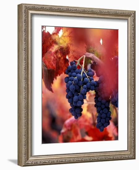 Old Barbera Vines with Ripening Grapes, Calistoga, Napa Valley, California-Karen Muschenetz-Framed Photographic Print