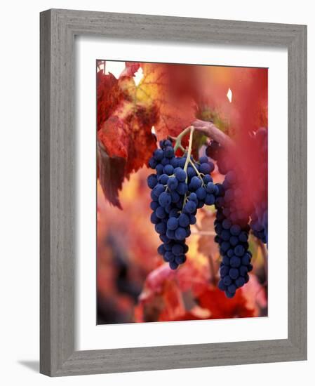 Old Barbera Vines with Ripening Grapes, Calistoga, Napa Valley, California-Karen Muschenetz-Framed Photographic Print