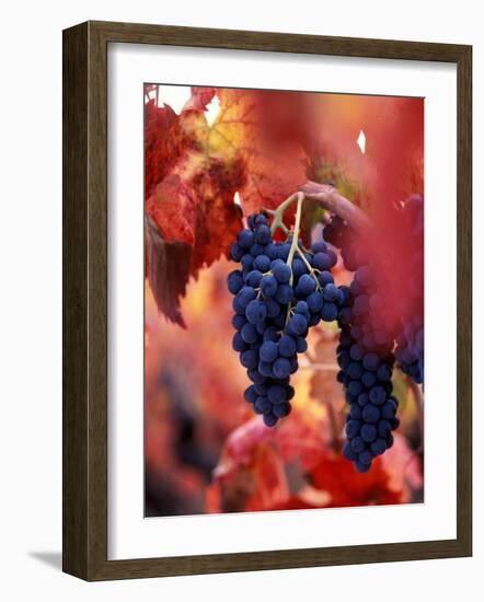 Old Barbera Vines with Ripening Grapes, Calistoga, Napa Valley, California-Karen Muschenetz-Framed Photographic Print