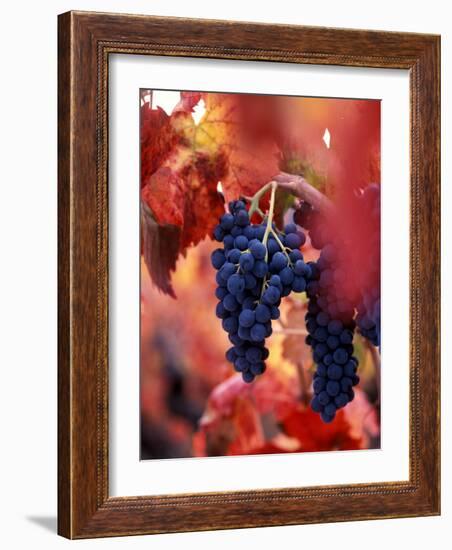 Old Barbera Vines with Ripening Grapes, Calistoga, Napa Valley, California-Karen Muschenetz-Framed Photographic Print