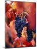 Old Barbera Vines with Ripening Grapes, Calistoga, Napa Valley, California-Karen Muschenetz-Mounted Photographic Print