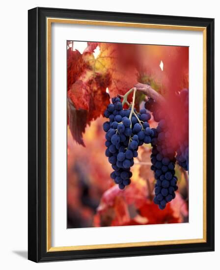 Old Barbera Vines with Ripening Grapes, Calistoga, Napa Valley, California-Karen Muschenetz-Framed Photographic Print