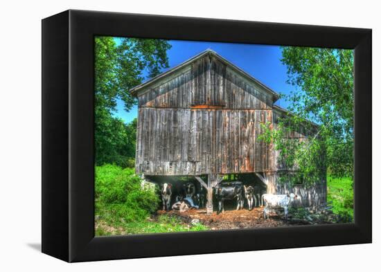 Old Barn and Cows-Robert Goldwitz-Framed Premier Image Canvas