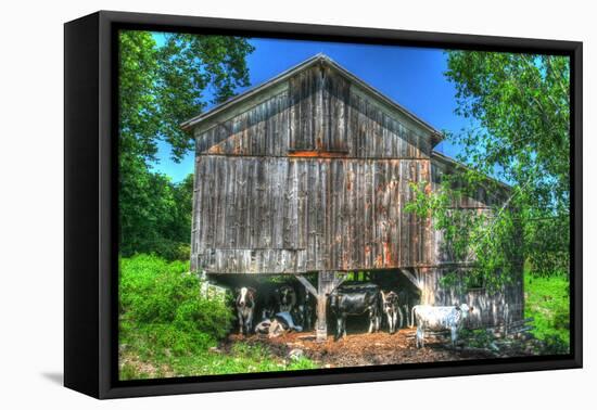 Old Barn and Cows-Robert Goldwitz-Framed Premier Image Canvas