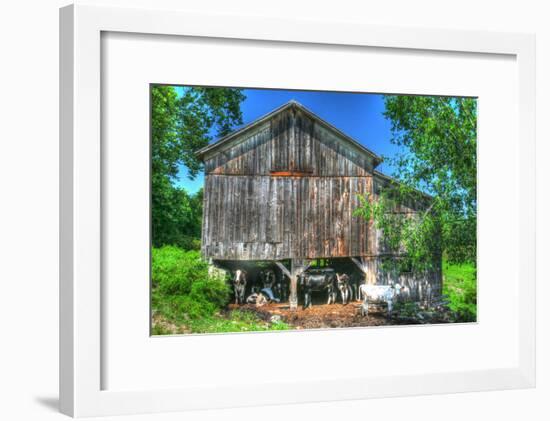 Old Barn and Cows-Robert Goldwitz-Framed Photographic Print