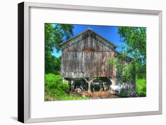Old Barn and Cows-Robert Goldwitz-Framed Photographic Print