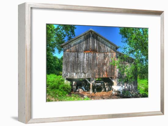 Old Barn and Cows-Robert Goldwitz-Framed Photographic Print