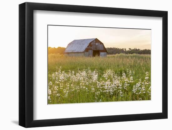 Old barn and field of penstemon at sunset Prairie Ridge State Natural Area, Marion County, Illinois-Richard & Susan Day-Framed Photographic Print