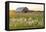 Old barn and field of penstemon at sunset Prairie Ridge State Natural Area, Marion County, Illinois-Richard & Susan Day-Framed Premier Image Canvas