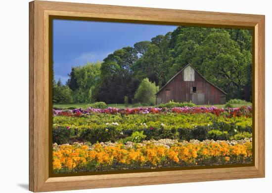 Old Barn and Flower Nursery, Willamette Valley, Oregon, USA-Jaynes Gallery-Framed Premier Image Canvas