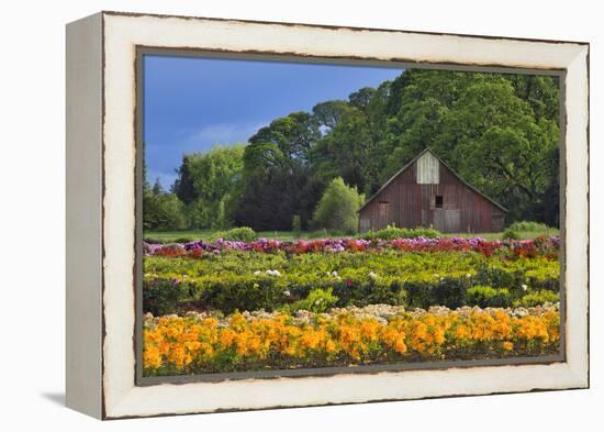 Old Barn and Flower Nursery, Willamette Valley, Oregon, USA-Jaynes Gallery-Framed Premier Image Canvas