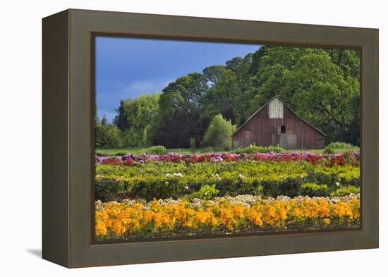 Old Barn and Flower Nursery, Willamette Valley, Oregon, USA-Jaynes Gallery-Framed Premier Image Canvas